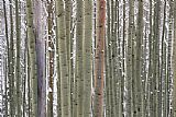 Famous Snow Paintings - Aspens in Snow